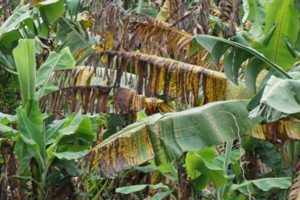ಬಾಳೆಯ ಈ ಶಿಲೀಂದ್ರ ರೋಗಕ್ಕೆ ಏನು ಪರಿಹಾರ ?