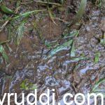 ಹಳಸಲು ಮಣ್ಣು – ಇದರಿಂದ ಕೃಷಿಗೆ ಎನೇನು ತೊಂದರೆ
