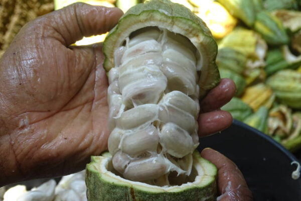 ಕೊಕ್ಕೋ ಭರವಸೆಯ ಹೈಬ್ರೀಡ್ ತಳಿಗಳು