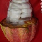 ಕೊಕ್ಕೋ ದಲ್ಲಿ ಒಳ್ಳೆಯ ತಳಿ ಆಯ್ಕೆ ಹೇಗೆ?.