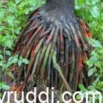 Root System of Areca Nut Plants
