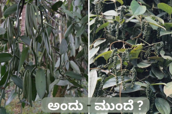 ಅಂದು ವನಿಲ್ಲಾ ಮುಂದೆ ಕರಿಮೆಣಸು.