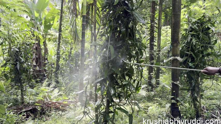 ಮತ್ತೆ ವನಿಲ್ಲಾ ಬೆಳೆ ಮುನ್ನೆಲೆಗೆ