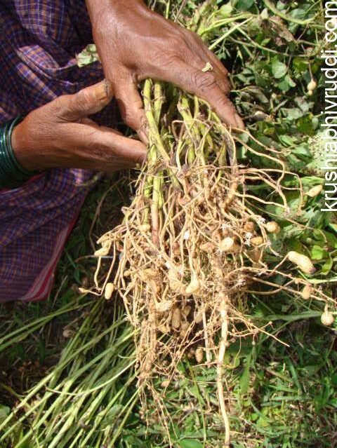 Farmer’s Silent Enemy – How to Stop Nematodes Before They Stop Your Crop”