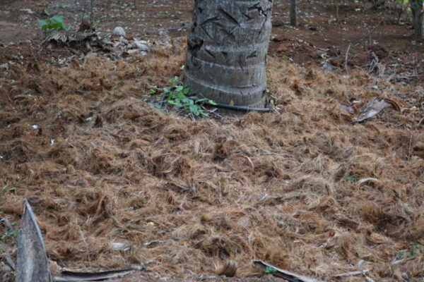 organic source of Potassium