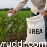 Urea Fertilizer: How to use and Precautions