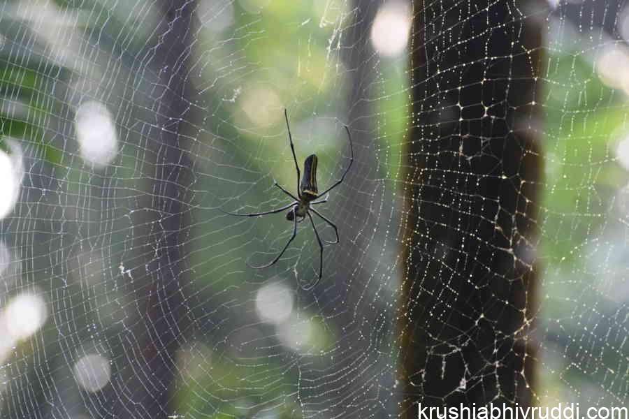 Spiders in Farmlands – The Silent Pest Controllers