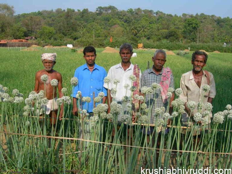 ಬೆಳಗ್ಗೆಯಿಂದ ಸಂಜೆವರೆಗೆ ಹೊಲಗಳಲ್ಲಿ ದುಡಿದು, ತಾವು ಬೆಳೆದ ಆಹಾರವೇ ಸೇವಿಸಿ, 80–90 ವರ್ಷಗಳವರೆಗೆ ಆರೋಗ್ಯದಿಂದ ಬದುಕುತ್ತಿದ್ದರು
