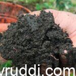 ಸಸ್ಯಕ್ಕೆ ಜೀವಮಾನದ ಶಕ್ತಿ ಕೊಡಲು: ಮೂಲ ಗೊಬ್ಬರ ಅಗತ್ಯ.