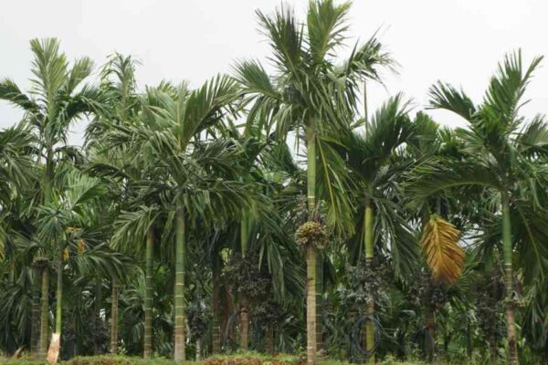 Nutritional Requirements of Plants in Summer Season