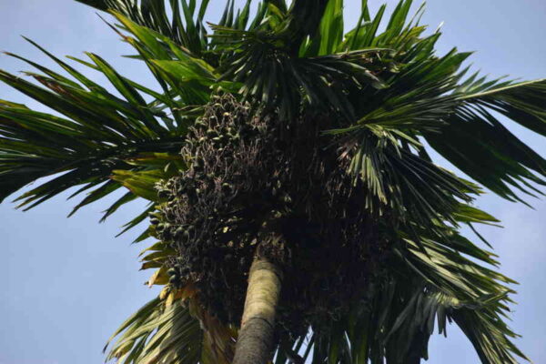Young Leaves and Old Leaves in Monocot Palms