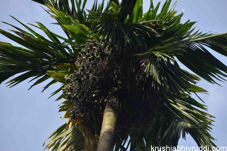 Young Leaves and Old Leaves in Monocot Palms
