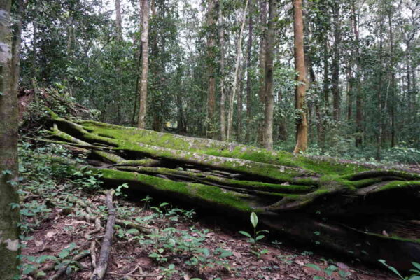 Don't Burn or Sell It — Decayed Wood Is Nature's Hidden Fertilizer Bank