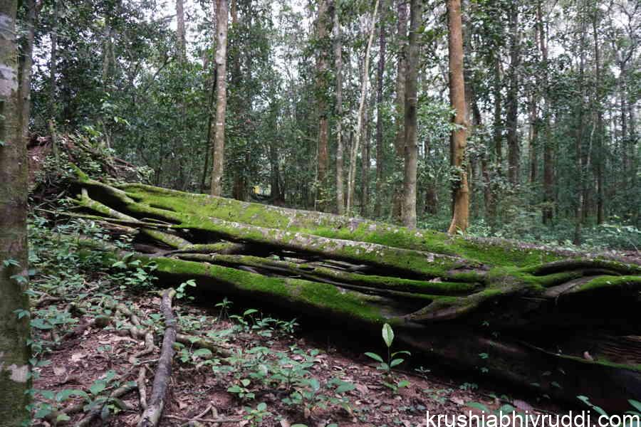 Don't Burn or Sell It — Decayed Wood Is Nature's Hidden Fertilizer Bank