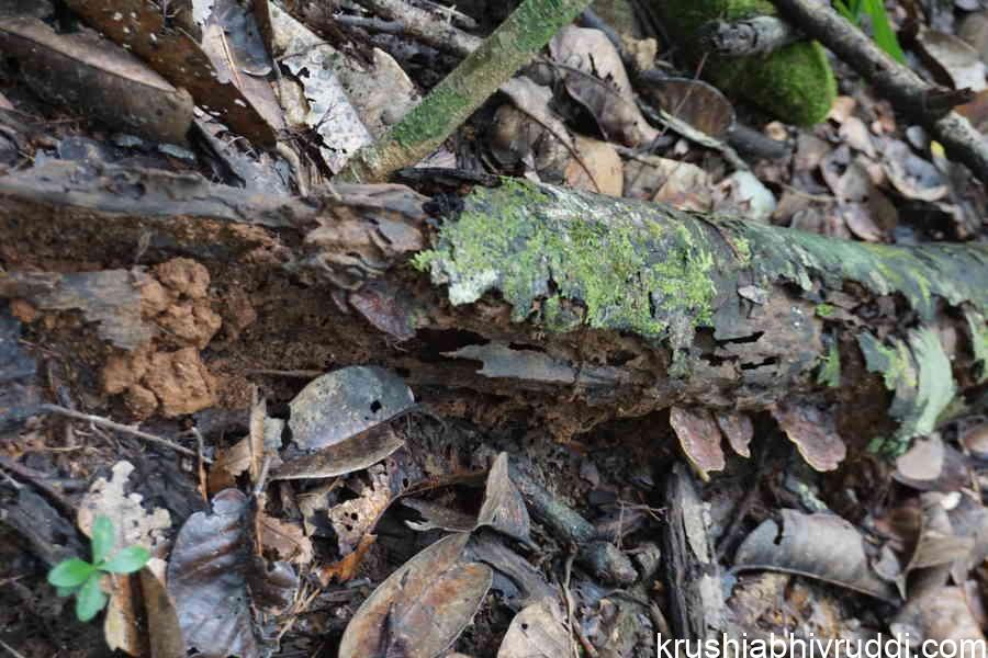 Natural decomposing of wood and release of organic matter