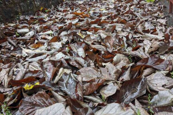 Organic matter like leaf and other wastes enrich the soil structure