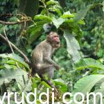 The permanent solution to Increasing Crop Damage by Wild Animals