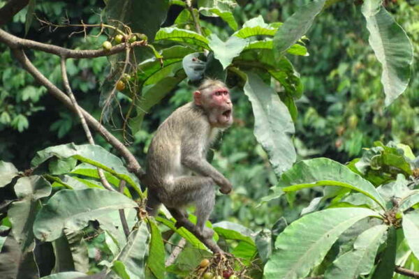 The permanent solution to Increasing Crop Damage by Wild Animals