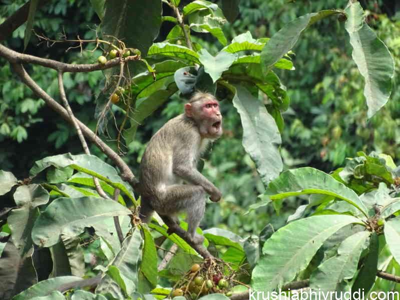 The permanent solution to Increasing Crop Damage by Wild Animals