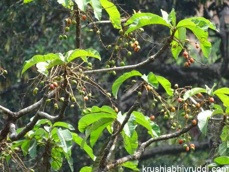ಕಾಡುಗಳಲ್ಲಿ ಇಂತಹ ಆಹಾರ ನೀಡುವ ಮರಗಳ ಸಂಖ್ಯೆ ಕಡಿಮೆಯಾಗುತ್ತಿದೆ