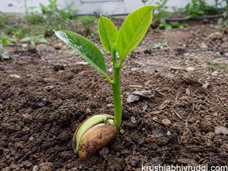 Jack seed germinated plant