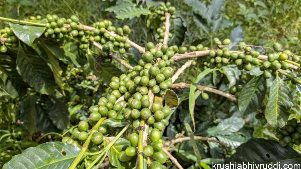 Chandragiri high yielding Coffee