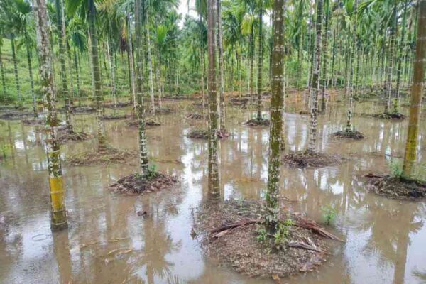 How Water logging Conditions Harm Soil Health
