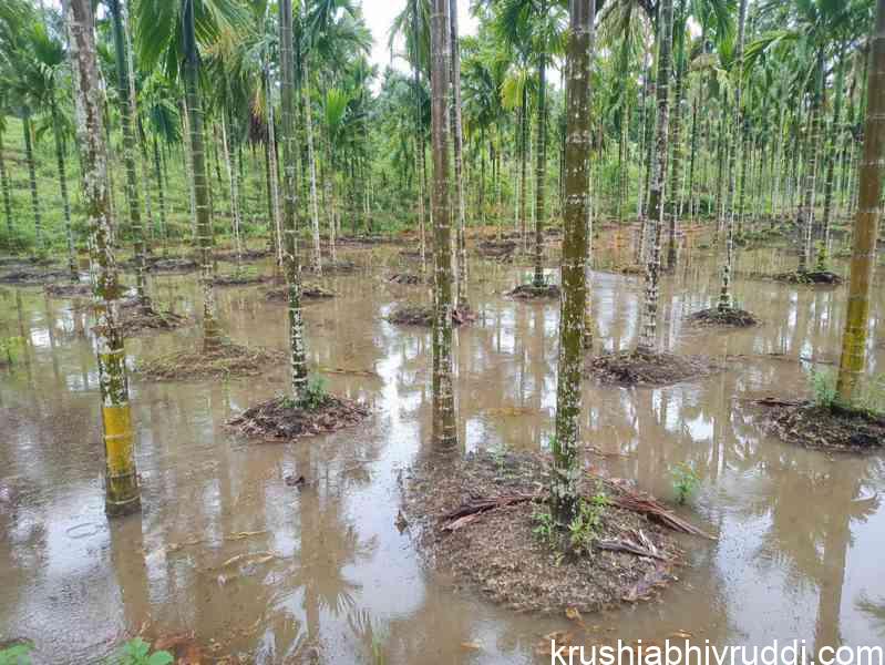How Water logging Conditions Harm Soil Health