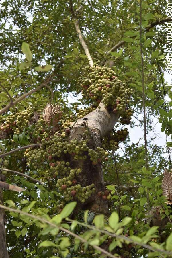 • ಅತ್ತಿ (Cluster Fig / Ficus racemosa) – ಕೋತಿಗಳು, ಪಕ್ಷಿಗಳು, ಬಾವಲಿಗಳು, ಅಳಿಲುಗಳು ಮತ್ತು ಕಾಡುಹಂದಿಗಳಿಗೆ ಅತ್ಯುತ್ತಮ ಆಹಾರ.
