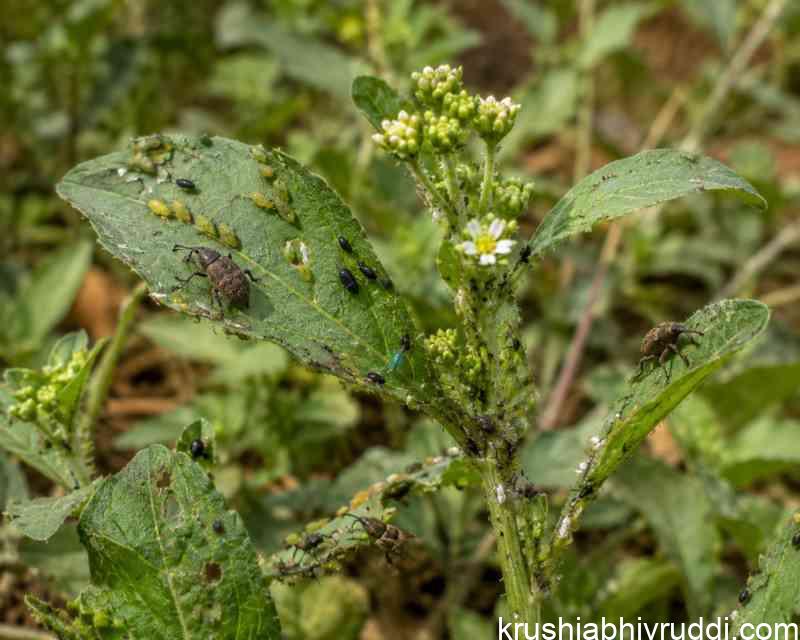 ಕಳೆ ಸಸ್ಯಗಳಲ್ಲಿ ಆಶ್ರಯಿಸಿರುವ ಕೀಟಗಳು