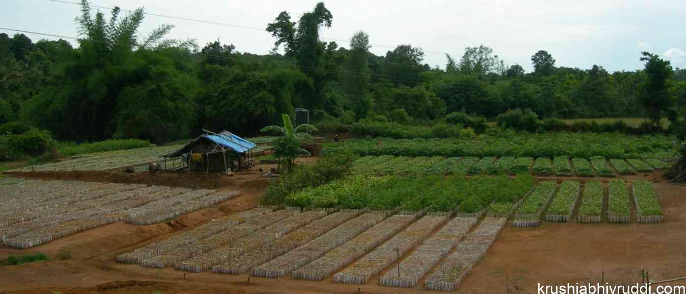 Seed Propagation: A Path to Protect Plant Diversity