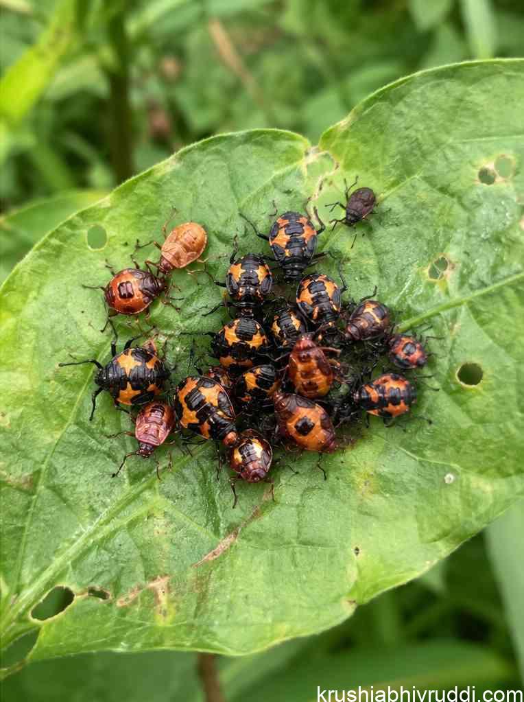 pests rests on weeds