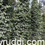 Black Pepper Boom – Is Aggressive Cultivation a Risk