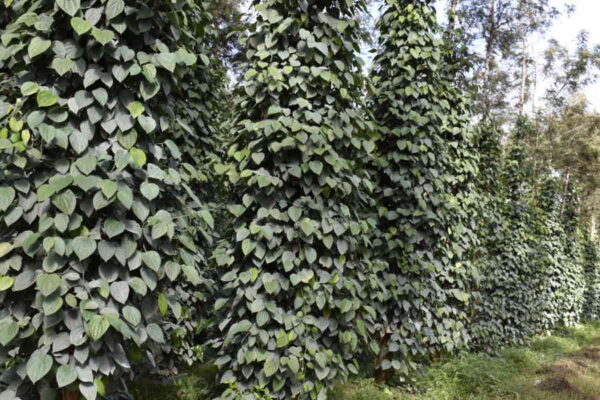 Black Pepper Boom – Is Aggressive Cultivation a Risk