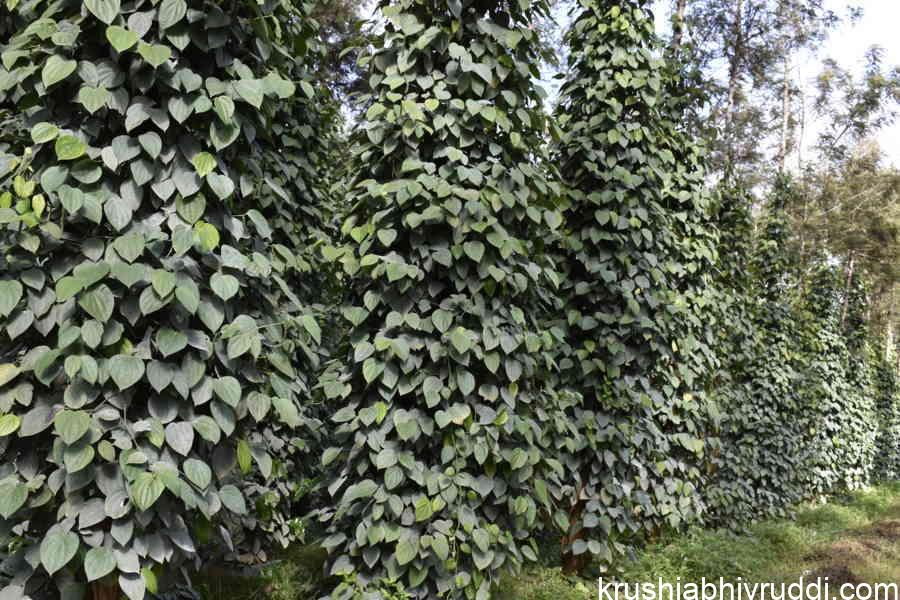 Black Pepper Boom – Is Aggressive Cultivation a Risk