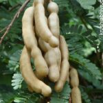 Region-wise variety Selection: The Key to Better Yield