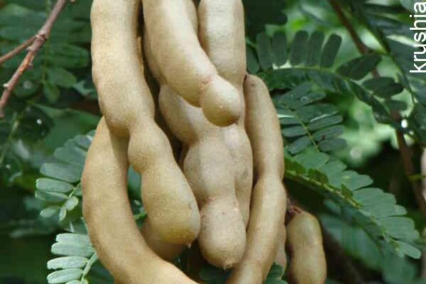 Region-wise variety Selection: The Key to Better Yield