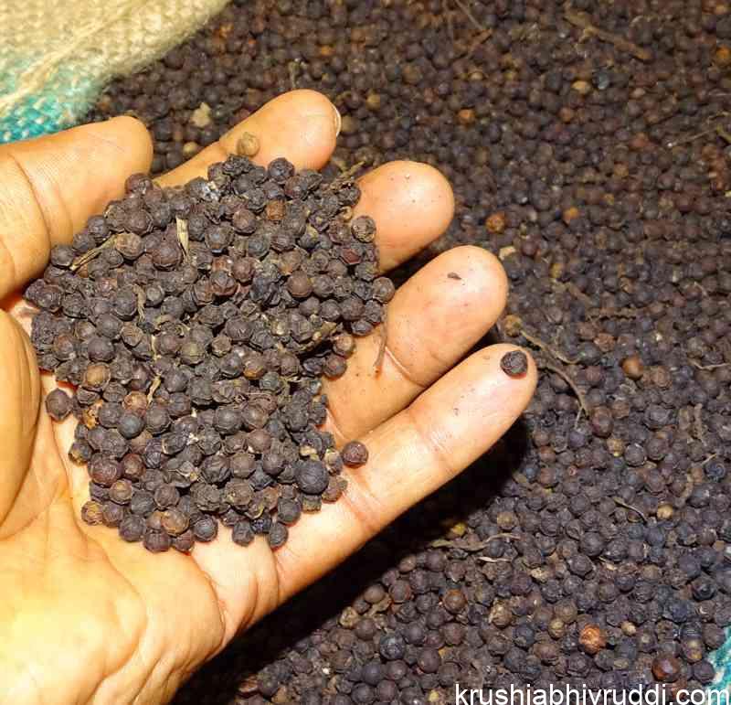 ಕರಿಮೆಣಸಿನ ನೈಜ ಬಣ್ಣ