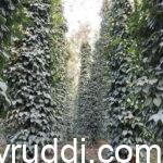 ಕರಿಮೆಣಸು – ಭಾರೀ ಪ್ರಮಾಣದ ಕೃಷಿ ಈಗ ಸೂಕ್ತವೇ?