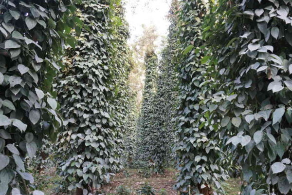 ಕರಿಮೆಣಸು – ಭಾರೀ ಪ್ರಮಾಣದ ಕೃಷಿ ಈಗ ಸೂಕ್ತವೇ?