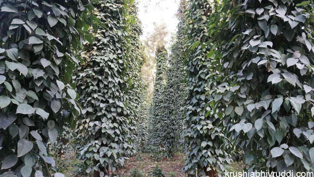 ಕರಿಮೆಣಸು – ಭಾರೀ ಪ್ರಮಾಣದ ಕೃಷಿ ಈಗ ಸೂಕ್ತವೇ?