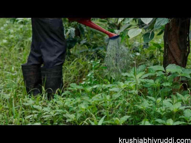 Fungicide drenching