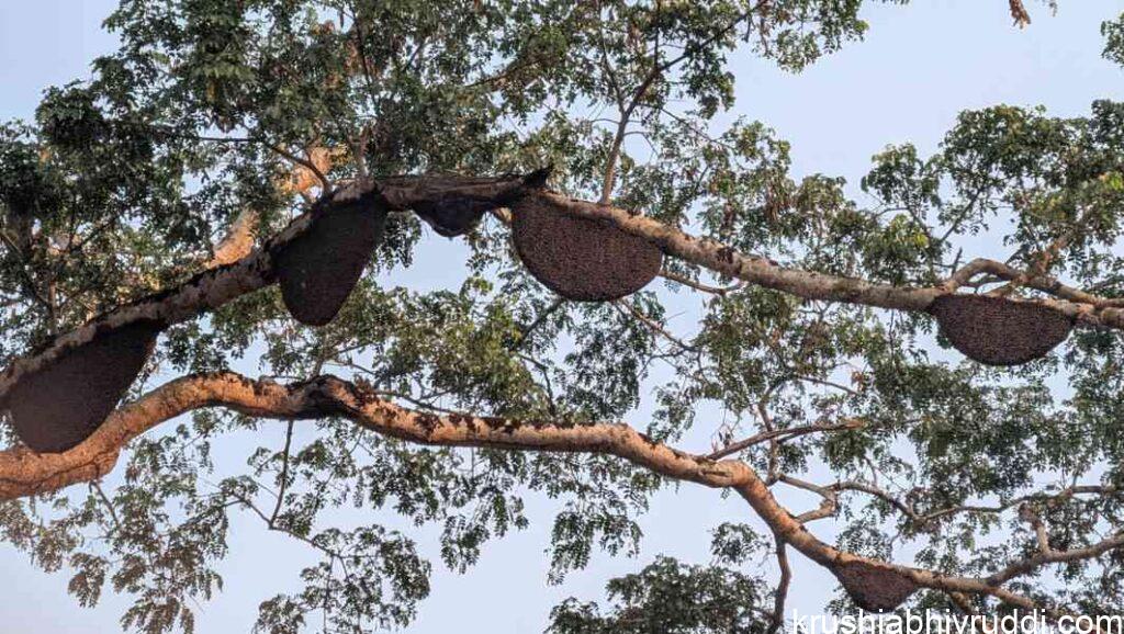 This Giant bees are now facing  threat 