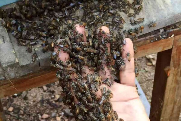 Honey Bee, Pollinators and Pesticides: What Is Really Happening?