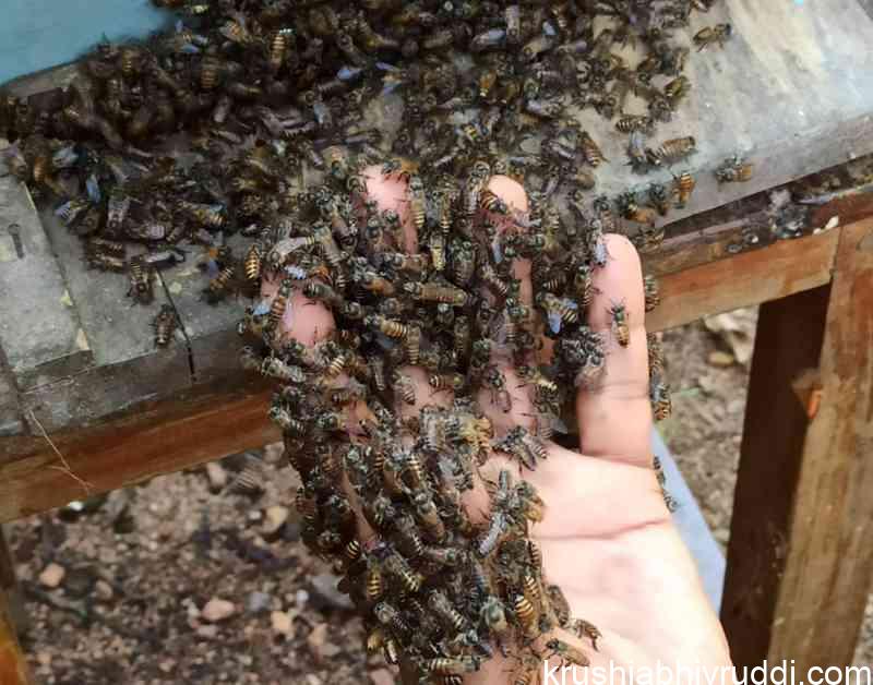 Honey Bee, Pollinators and Pesticides: What Is Really Happening?