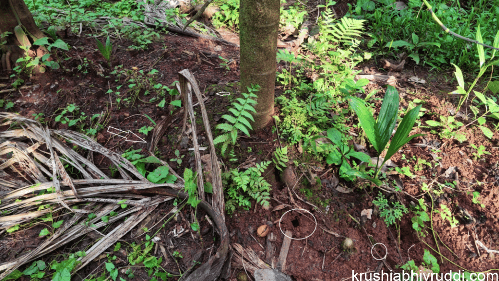 Soil tillage by natural eco system 