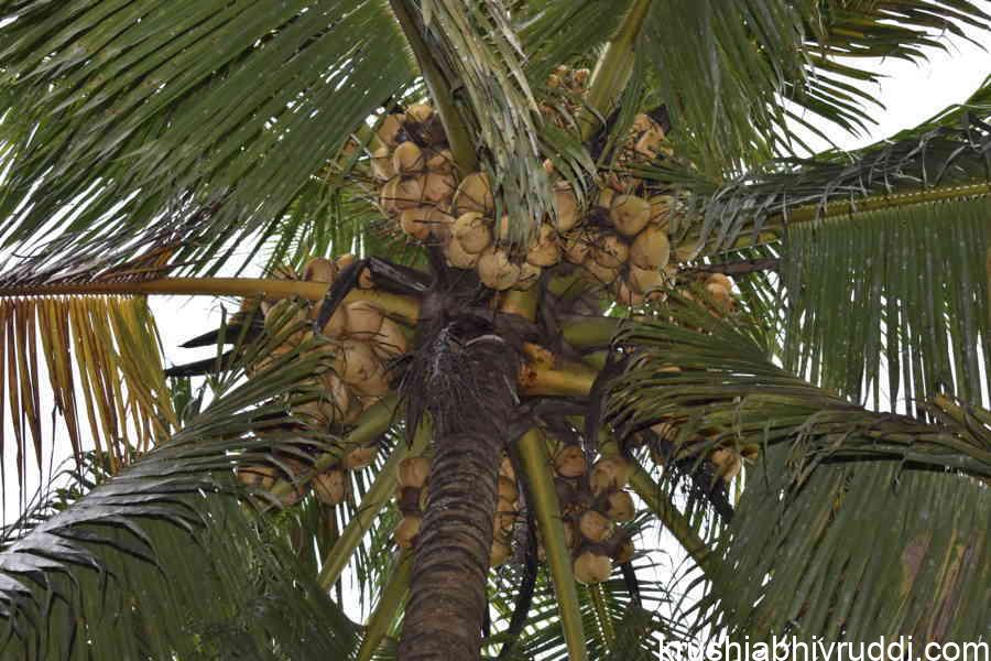 ತೆಂಗಿನಲ್ಲಿ ಏಕ ಪ್ರಕಾರ ಕಾಯಿ ಕಚ್ಚಲು ಮತ್ತು ಬೆಳೆಯಲು ಗೊಬ್ಬರ ತುಂಬಾ ಅಗತ್ಯ