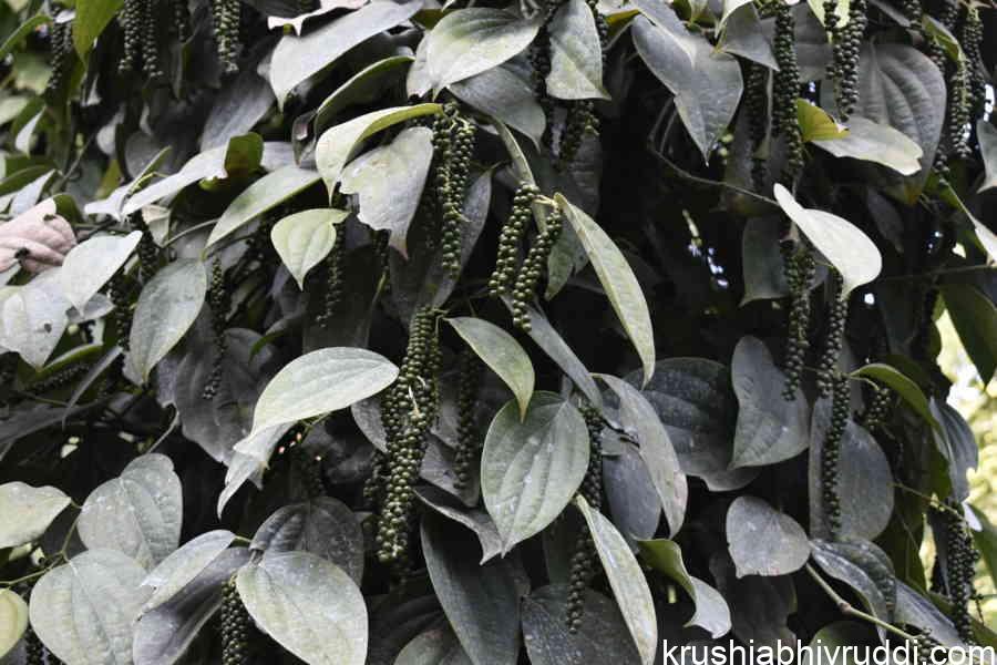 ಕಾಳು ಬೆಳವಣಿಗೆಗೆ ಪೋಷಕಾಂಶ ಅತೀ ಅಗತ್ಯ