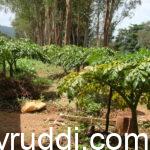 Elephant Foot Yam: A Crop with the Potential for 1:10 Returns
