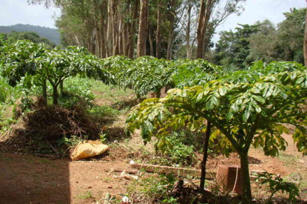 Elephant Foot Yam: A Crop with the Potential for 1:10 Returns